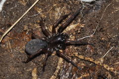Coelotes atropos