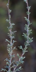 Phymaspermum trifidum
