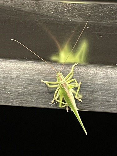 Great green bush-cricket