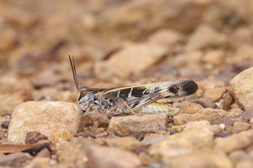 Eastern Oedaleus photo 4