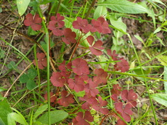 Oxalis stricta rufa