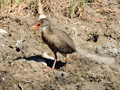 Rallus longirostris