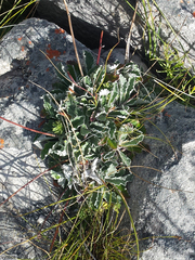 Hermas quercifolia