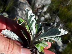Hermas quercifolia
