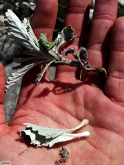 Hermas quercifolia