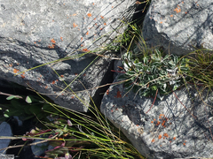 Hermas quercifolia