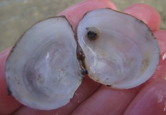 Macomona liliana