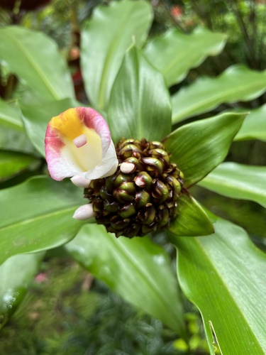 Costus lucanusianus observed 2023-07-27