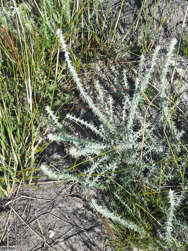 Hairy Blombush (Metalasia rhoderiodes)