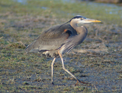 Ardea herodias fannini