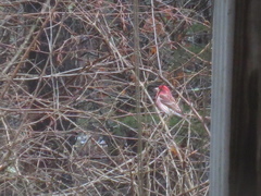 Haemorhous purpureus purpureus