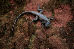 Tropidurus torquatus