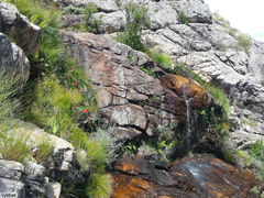 Gladiolus cardinalis