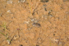 Cicindela repanda repanda