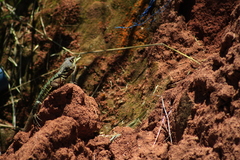 Tropidurus torquatus