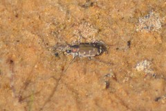 Cicindela repanda repanda