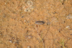 Cicindela repanda repanda