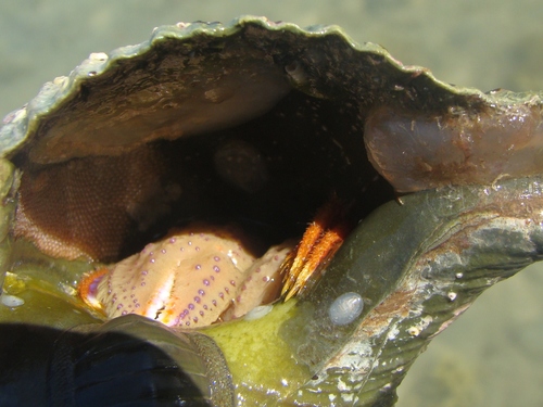 Maoricrypta sodalis