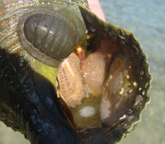 Maoricrypta sodalis