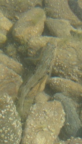 Forsterygion nigripenne