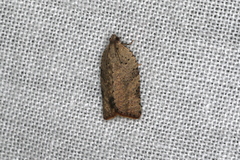 Meritastis