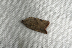 Meritastis