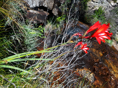 Gladiolus cardinalis