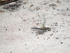 Glaucomastix littoralis