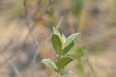 Salix cordata