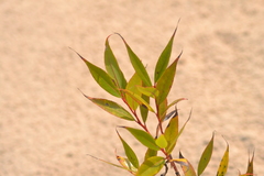 Salix lucida