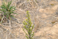 Solidago hispida huronensis