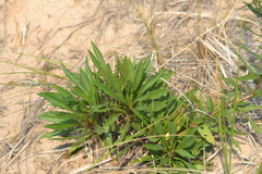 Solidago hispida huronensis
