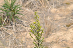 Solidago hispida huronensis