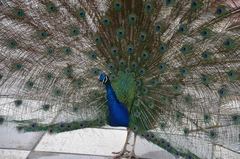 Pavo cristatus