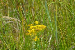 Solidago ohioensis