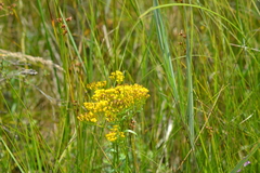 Solidago ohioensis