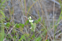 Spiranthes casei casei