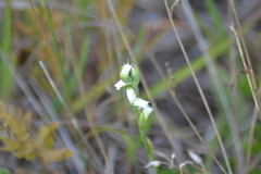 Spiranthes casei casei