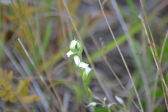 Spiranthes casei casei