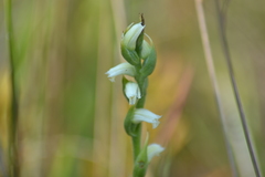 Spiranthes casei casei