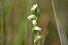 Spiranthes casei casei
