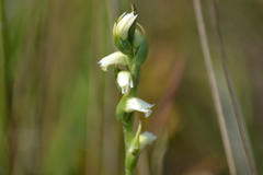 Spiranthes casei casei