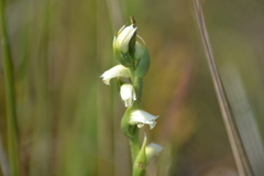 Spiranthes casei casei