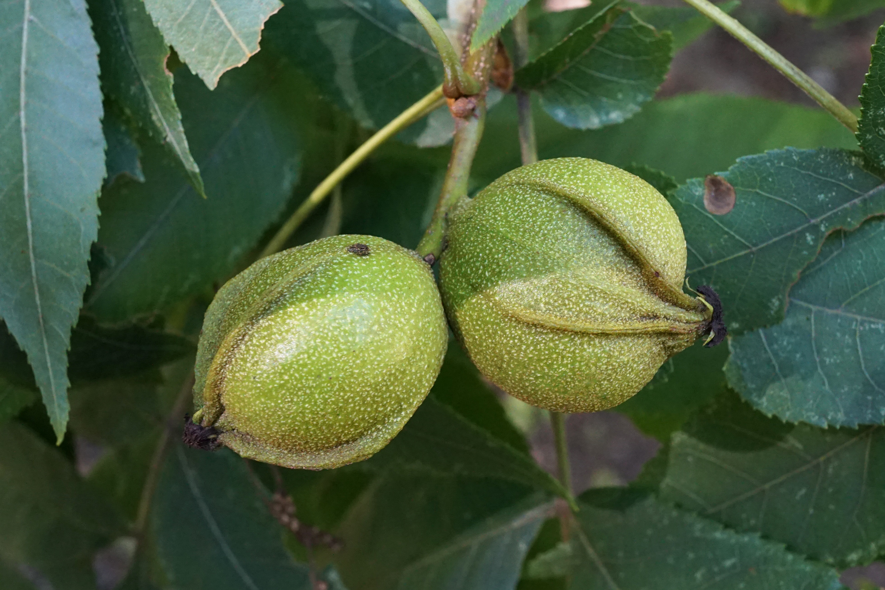 Carya cordiformis