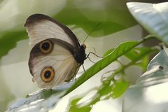 Taenaris artemis