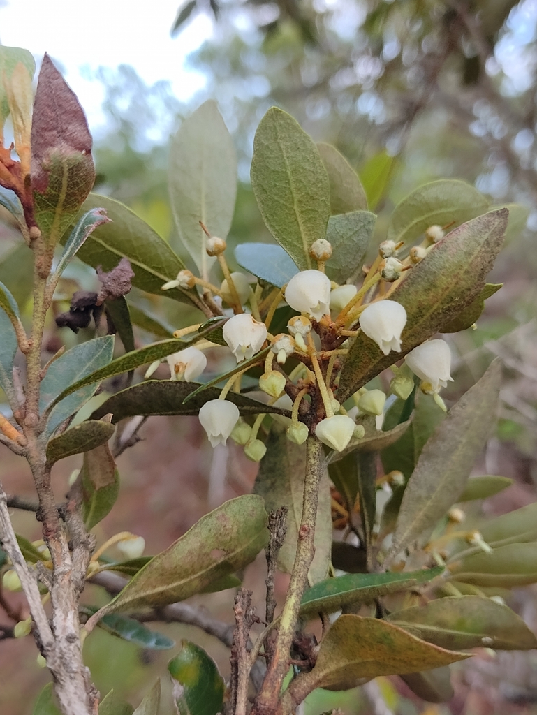 Lyonia squamulosa