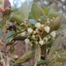 Lyonia squamulosa - Photo (c) Diego Manzano Méndez, some rights reserved (CC BY-NC), uploaded by Diego Manzano Méndez