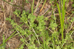 Alchemilla arvensis