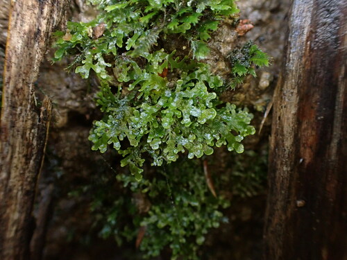 Riccardia bipinnatifida