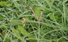 Fimbristylis ferruginea